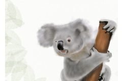 6-Koala-scaled