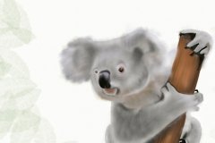 6-Koala-withoutborders