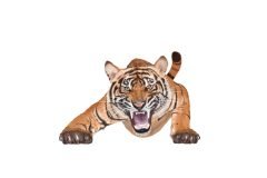 7-Tiger7-scaled
